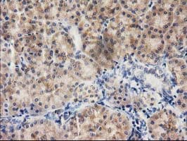 ILVBL Antibody (clone OTI1A12)