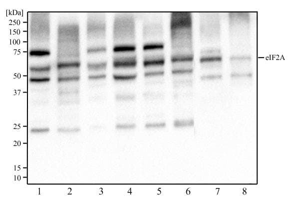 EIF2A / EIF2 Alpha Antibody (aa350-585, clone 3A7B11)