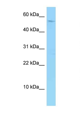 SYNC / SYNCOILIN Antibody (aa371-420)