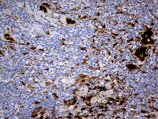M-PST / STM Antibody (clone OTI6A8)