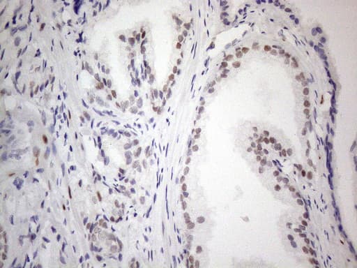 TCEAL1 Antibody (clone OTI1B1, Carrier-free)