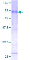 Human LRIF1 / RIF1 Protein (Recombinant GST)