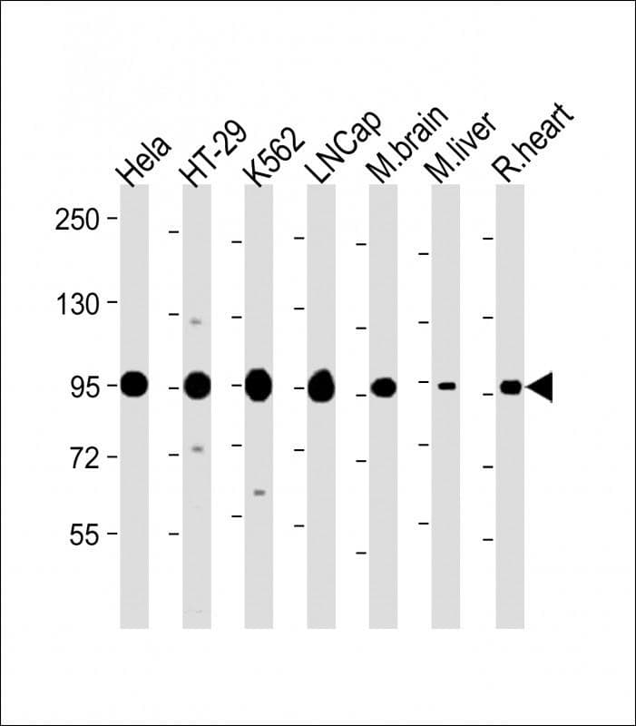 IHC-plus™ SCAP Antibody (aa604-632)