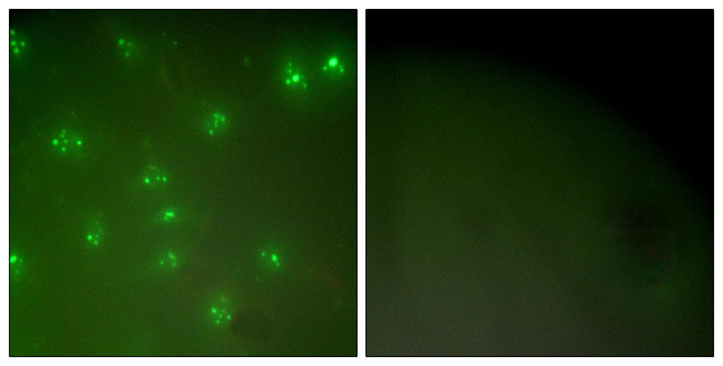 CCNA1 / Cyclin A1 Antibody