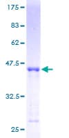 Human MRPS27 Protein (Recombinant GST)