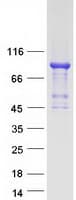 Human FOXP4 Protein (Recombinant Myc-DDK (Flag))