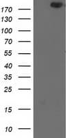 Monoclonal Mouse anti-Human SHPRH Antibody (clone OTI7B2, Carrier-free, aa1-100, WB)