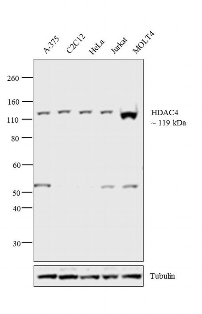 Monoclonal Mouse anti-Human HDAC4 Antibody (clone 7B2, WB)