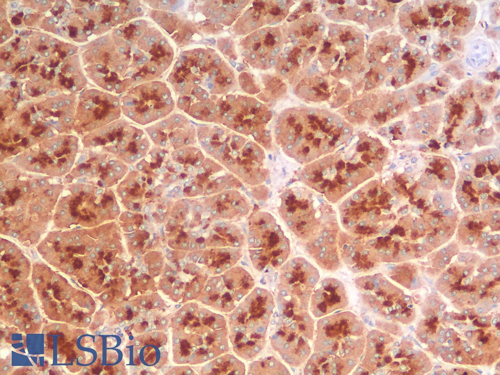 PathPlus™ CD63 Antibody (clone LAMP3/2990R)
