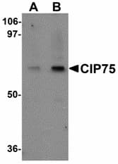 UBQLN4 Antibody