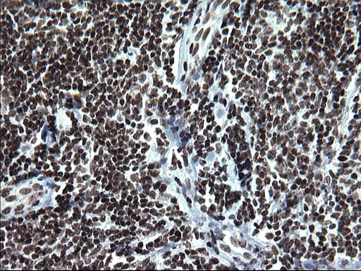 Monoclonal Mouse anti-Human ARNTL / BMAL1 Antibody (clone OTI1H6, IHC, WB)