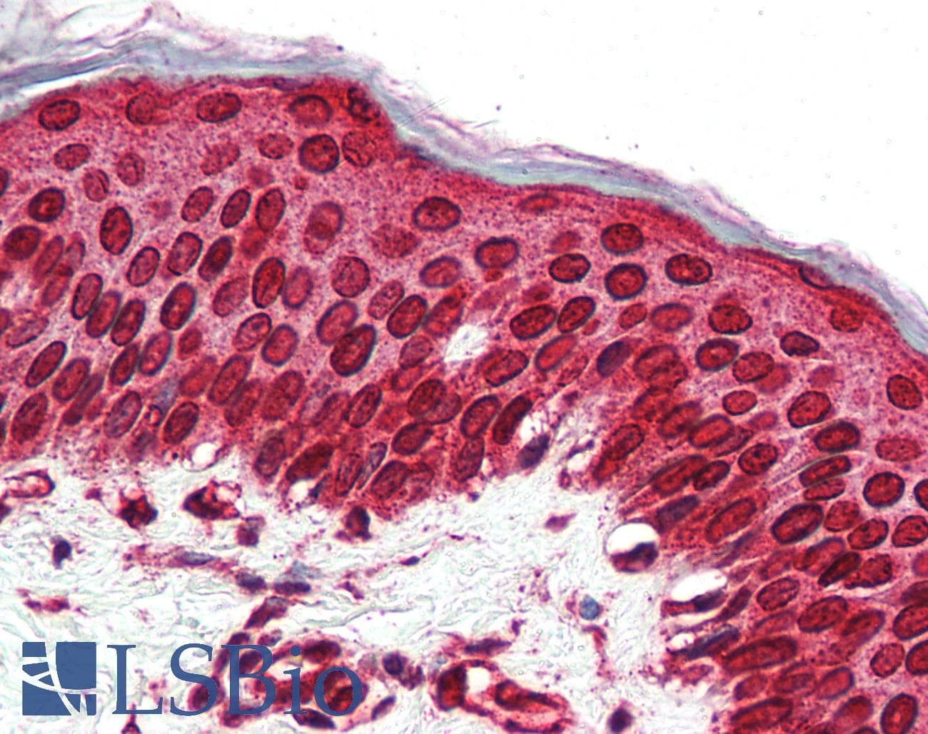 IHC-plus™ Polyclonal Rabbit anti-Human TAAR5 Antibody (C-Terminus, IHC)