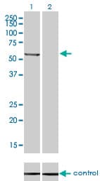 Monoclonal Mouse anti-Human PPM1B Antibody (clone 1A3-2A4, IF, WB)