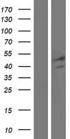 FGL2 Protein (Over-Expression Lysate Myc-DDK (Flag))