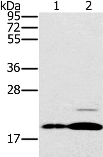 PTP4A2 / PRL-2 Antibody