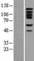 Human BUB1 Protein (Over-Expression Lysate Myc-DDK (Flag))