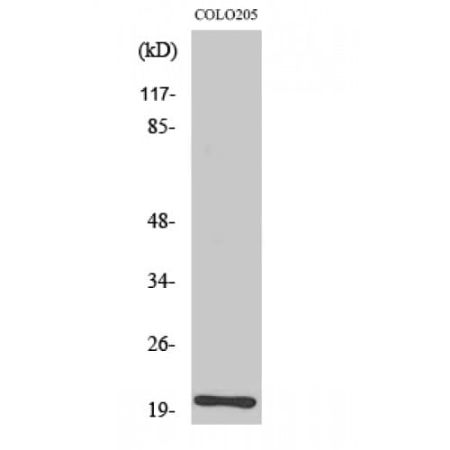 TRAPPC3 Antibody (100-180 aa, C-terminal)