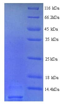 Rat AGTR2 / AT2 Receptor Protein (Recombinant His)