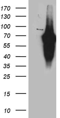 KLF11 Antibody (aa1-274, clone OTI5A1)