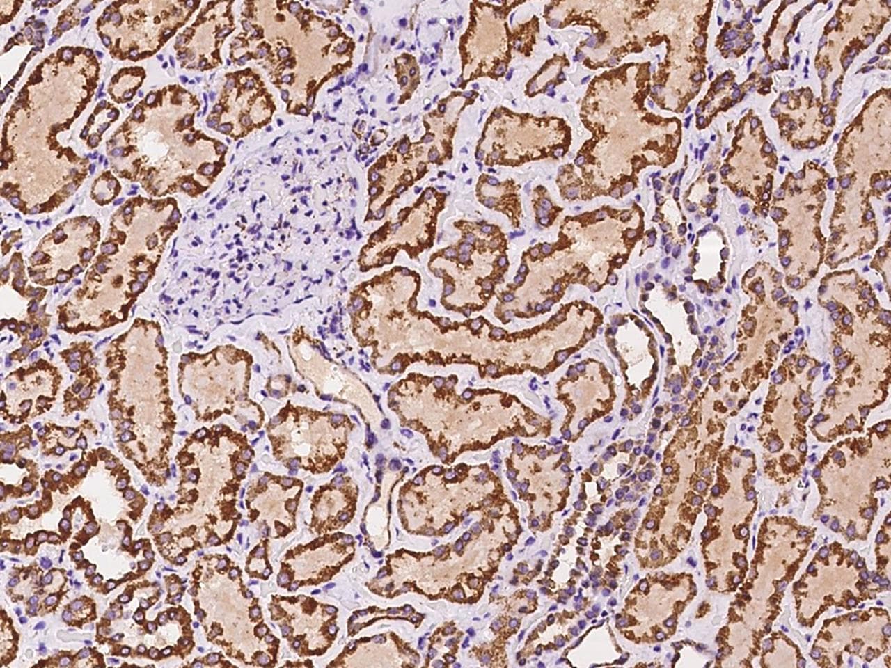 FIS1 Antibody