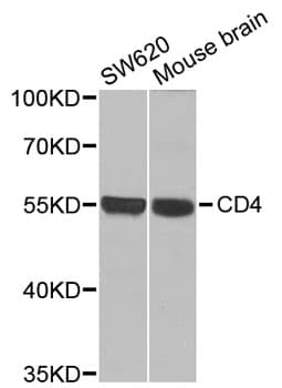 CD4 Antibody