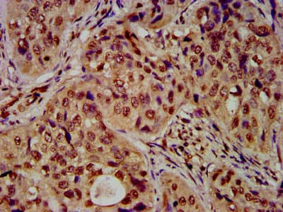 HIST1H4I Antibody