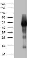 SPATA2L Antibody (aa179-424, clone OTI2B4)
