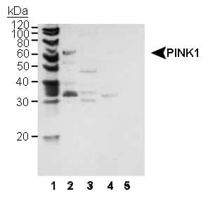 PINK1 Antibody (aa1-50)