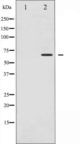 CD19 Antibody (phospho-Tyr531)