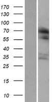 RUFY1 Protein (Over-Expression Lysate Myc-DDK (Flag))