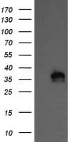 KIF25 Antibody (clone OTI2F4)