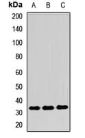 CD275 / B7-H2 / ICOS Ligand Antibody