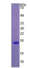 Human IL4 Protein (Recombinant His-T7)