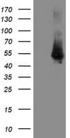 DOK7 Antibody (clone OTI4C6, Carrier-free)