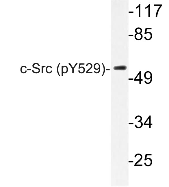 SRC Antibody (phospho-Tyr529)