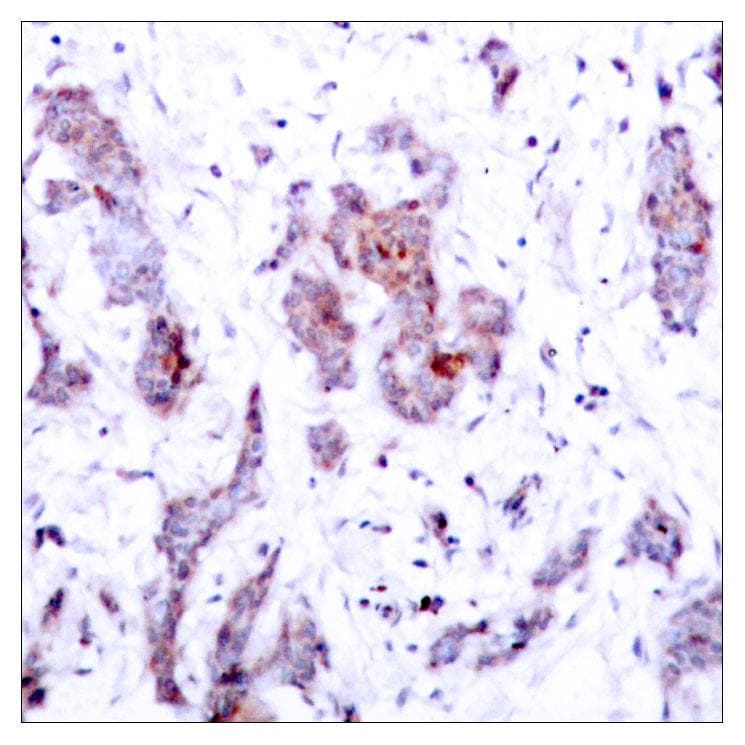 REL / C-Rel Antibody (p503)