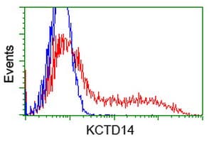 KCTD14 Antibody (clone OTI3A4)