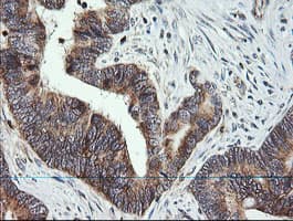 MRPS34 Antibody (clone OTI4H2, Carrier-free)