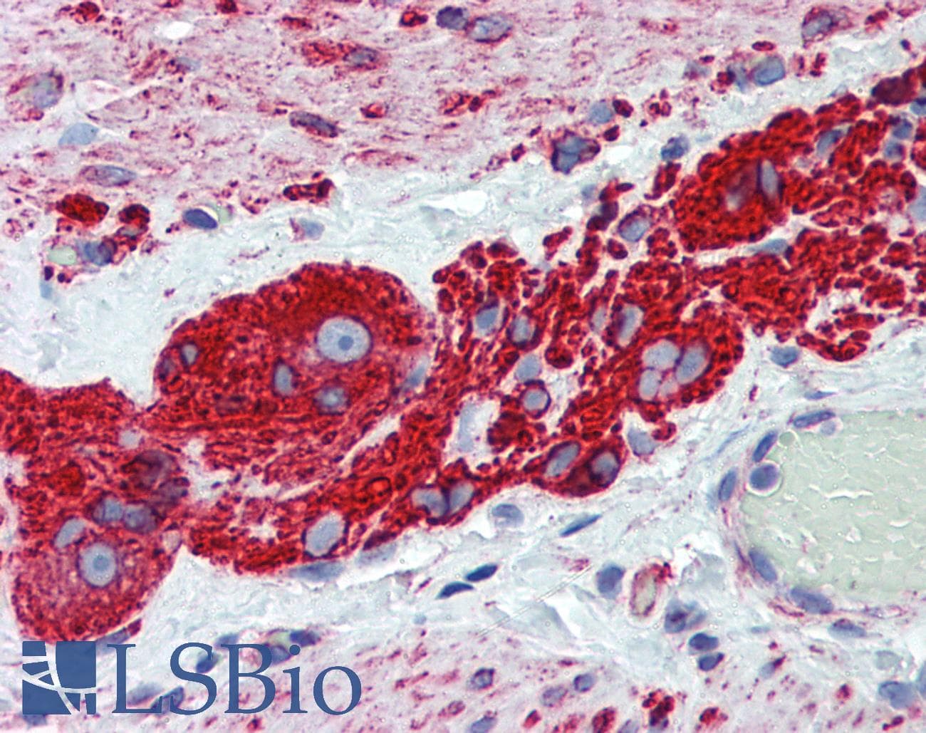 IHC-plus™ TUBB2A / Tubulin Beta 2A Antibody (clone 4C8)