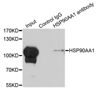HSP90AA1 / Hsp90 Alpha A1 Antibody