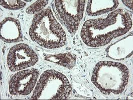 NDUFB10 Antibody (clone OTI1H6)
