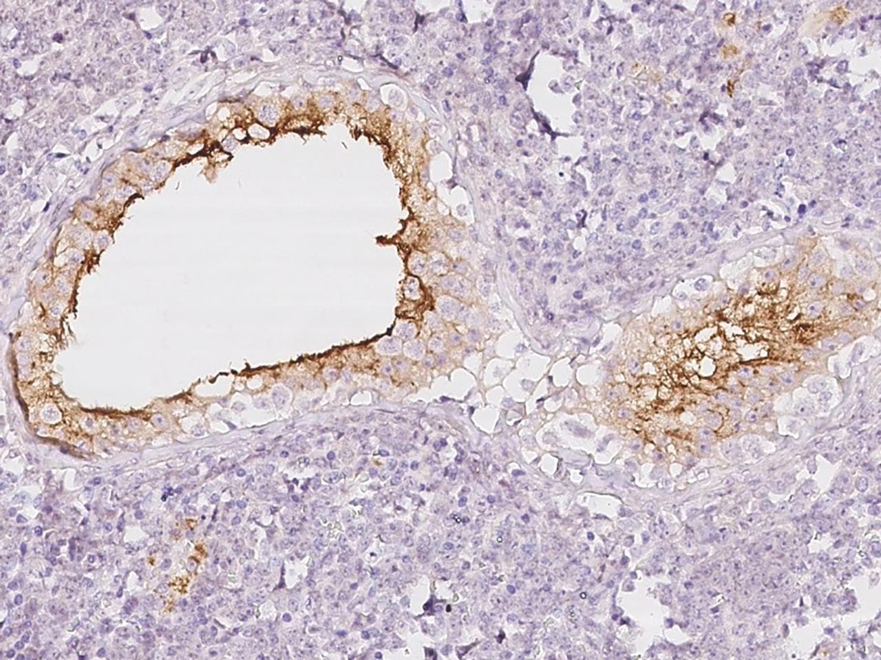 C20orf54 Antibody