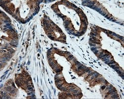 XRCC1 Antibody (clone OTI2D8)