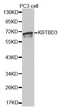 KBTBD3 Antibody