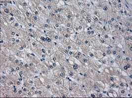 CYP2E1 Antibody (clone OTI5F11)