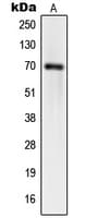 SYNCRIP / HnRNP Q Antibody (Internal)