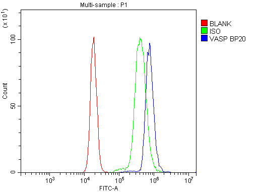 VASP Antibody
