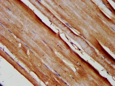 SLC25A37 / Mitoferrin Antibody