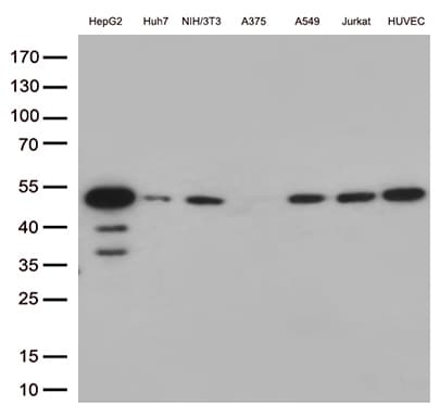 CDK15 / ALS2CR7 Antibody (aa293-378, clone OTI4H2)