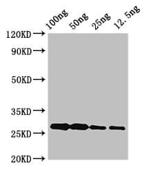 Polyclonal Rabbit anti-Pyrococcus furiosus Alba Antibody